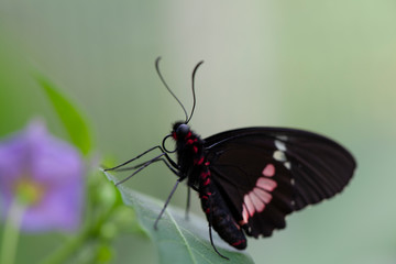 Schmetterling makro close