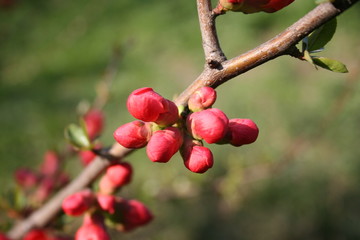 red spring flower on a tree