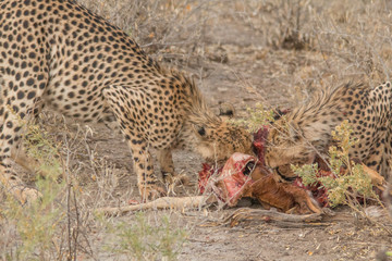 Cheetah eating a hunted Impala, Etosha national park, Namibia, Africa