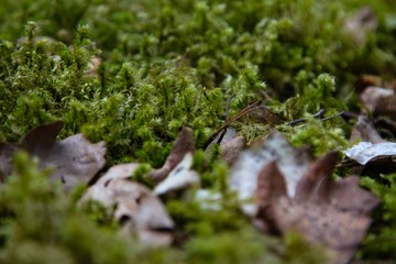 green moss on a tree, deep in the Swedish nature