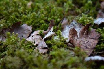 green moss on a tree, deep in the Swedish nature