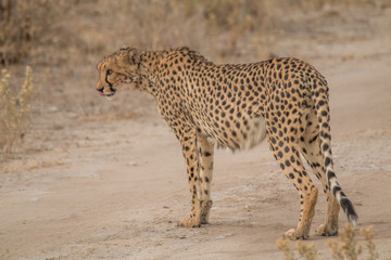 Cheetah walking and standing in the savanna, Etosha national park, Namibia, Africa