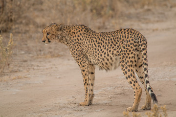 Cheetah walking and standing in the savanna, Etosha national park, Namibia, Africa