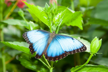 Schmetterling makro close