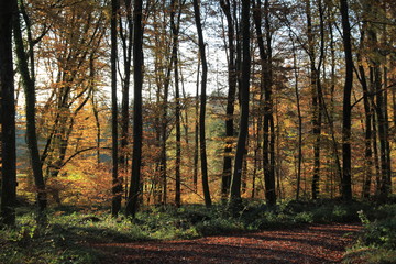 Obraz premium Forêt en automne
