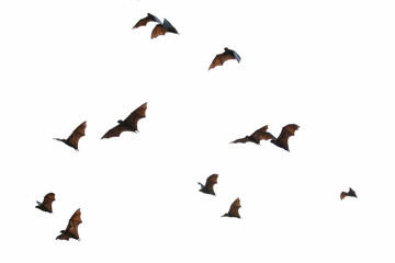 Bats flying in the sky, Freedom concept - obrazy, fototapety, plakaty