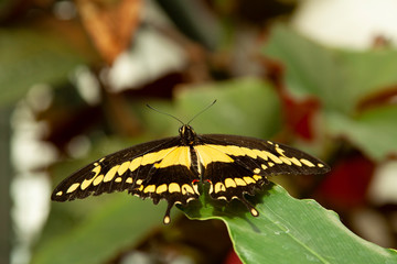Schmetterling makro close