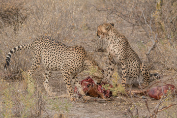 Cheetah eating a hunted Impala, Etosha national park, Namibia, Africa