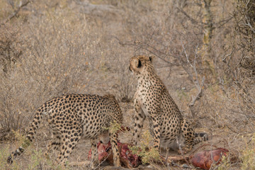 Cheetah eating a hunted Impala, Etosha national park, Namibia, Africa