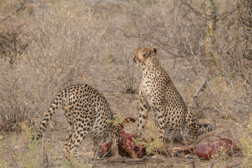 Cheetah eating a hunted Impala, Etosha national park, Namibia, Africa