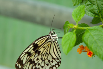 Schmetterling makro close