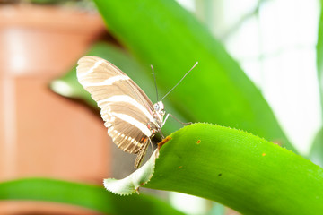 Obraz premium Schmetterling makro close