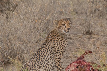 Cheetah eating a hunted Impala, Etosha national park, Namibia, Africa