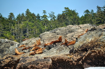 Seelöwenkolonie auf Felsen im Pazifik vor Vancouver Island, Kanada