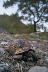 Crawling tiny turtle in the mountains