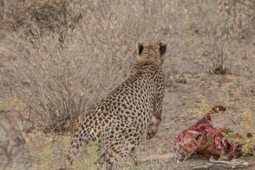 Cheetah eating a hunted Impala, Etosha national park, Namibia, Africa