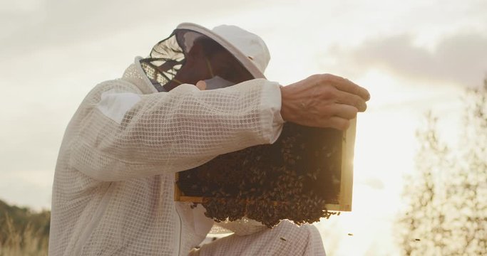 Honey bee farmer checking on his bees in their honeycomb beehive, beekeeper harvesting honey at sunset