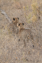 Two cheetahs walking through the savanna, Etosha national park, Namibia, Africa