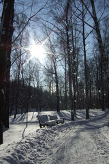 Winter park on a sunny day. Trees, road covered with snow on cold day