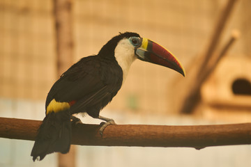 Toucan in the zoo 