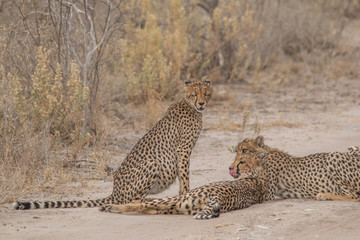 Three brother cheetahs hanging around, Etosha national park, Namibia, Africa