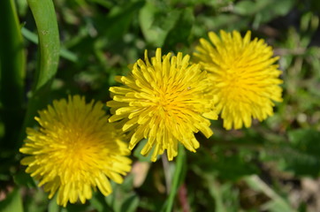 Three dandelion in the grass