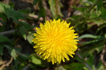 Close up dandelion in grass