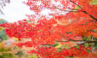 観光名所香嵐渓の秋の紅葉風景