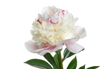 Delicate light pink peony flower isolated on a white background.