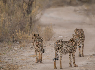 Three brother cheetahs hanging around, Etosha national park, Namibia, Africa