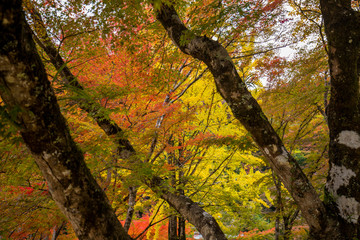 観光名所香嵐渓の秋の紅葉風景