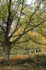 tree in the park