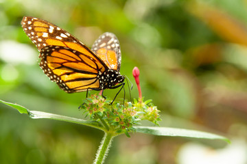 Schmetterling makro close