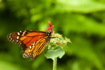 Schmetterling makro close