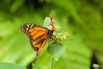 Schmetterling makro close