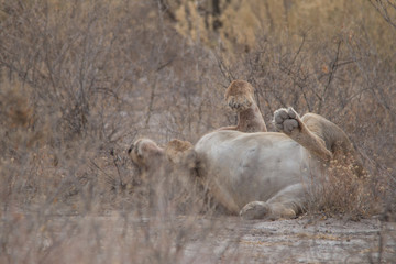 Pregnant lioness in the bush, Etosha national park, Namibia, Africa