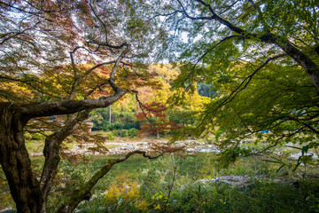 観光名所香嵐渓の秋の紅葉風景