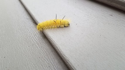 caterpillar on house