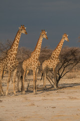 Giraffes in the sunset, Etosha national park, Namibia, Africa