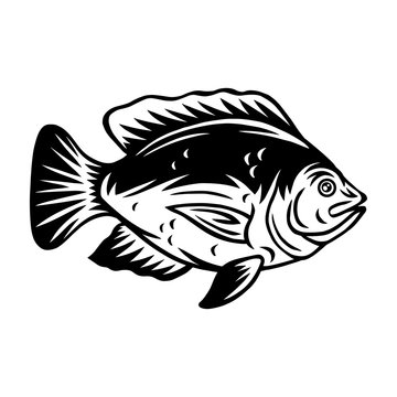 Vintage Tilapia fish retro isolated vector illustration on a white background.