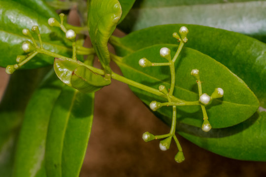boutons floraux de ravinsara aromatica 