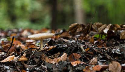one fungus  in the forest