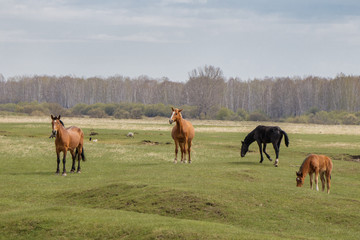 Fototapeta na wymiar 4 horses calmly graze in the pasture. In the background is a forest.