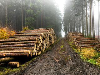 Harvested wood in the forest in the Czech Republic after the forest was hit by a bark