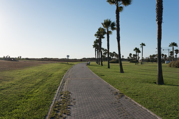 Paseo con palmeras y cesped