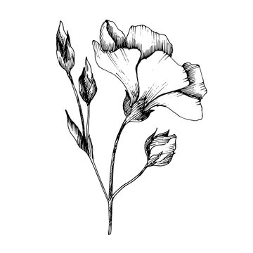 recommend clip art: Vector Flax floral botanical flowers. Black and white engraved ink art. Isolated flax illustration element.