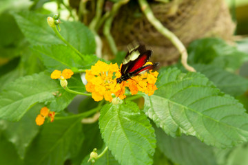 Schmetterling makro close