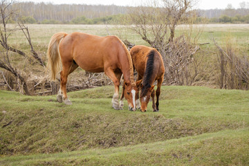 Naklejka na ściany i meble 2 brown horses graze calmly in pasture.