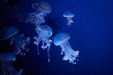 Beautiful jellyfish in blue water