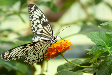 Schmetterling makro close